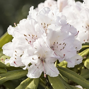 Azalea Floramore White